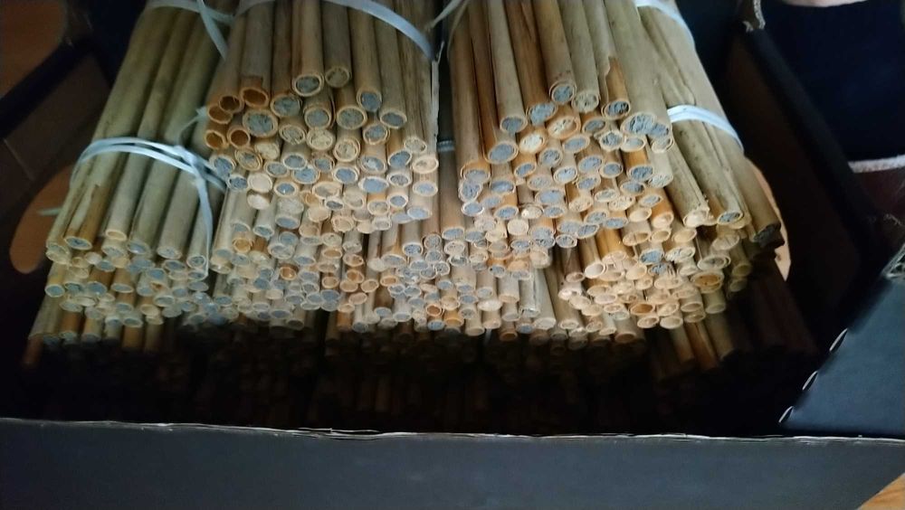 Murarka ogrodowa 500 kokonów pszczoła