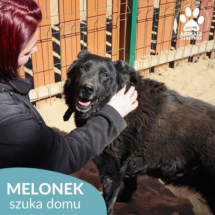Melonek szuka kochającego domu