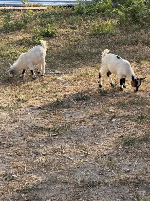 Vendo cabras micro anas