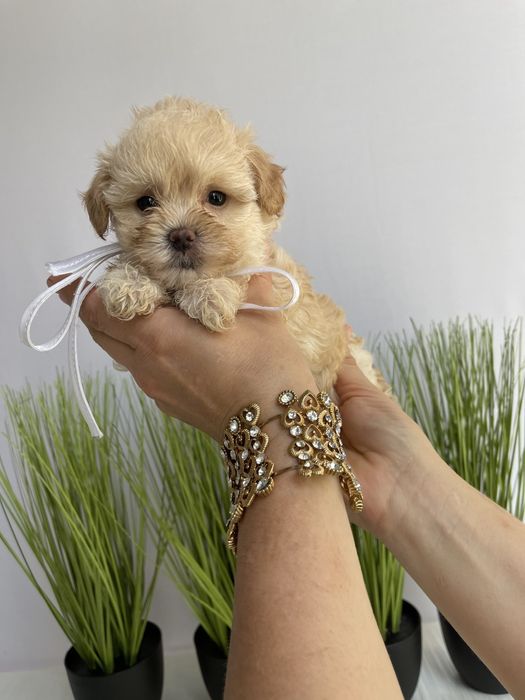 Мальтипу F1 — Їх хочеться обіймати вічно!