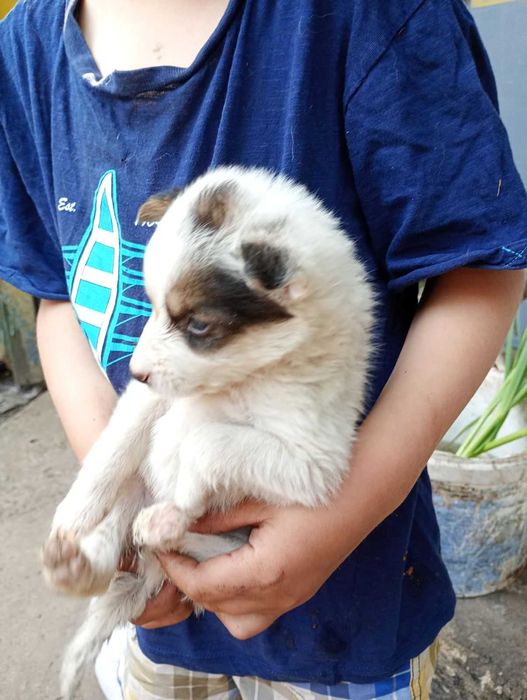 Віддам цуценят в добрі руки