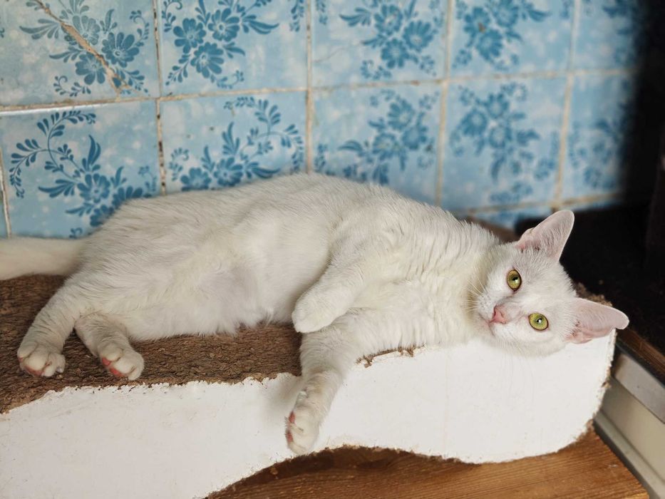 Нежная очаровательная белое облачко кошечка Анет, 1 годик, ждет