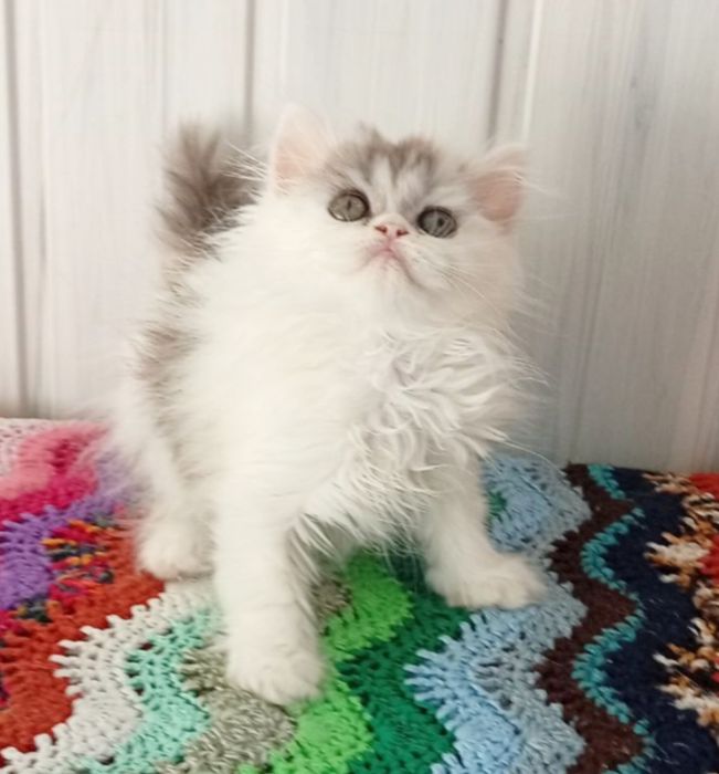Неймовірно гарна дівчинка.  Котёнок,  кошенята