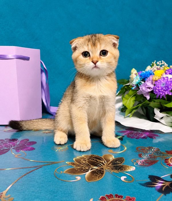 Золотий шоколадна  шиншила хлопчик