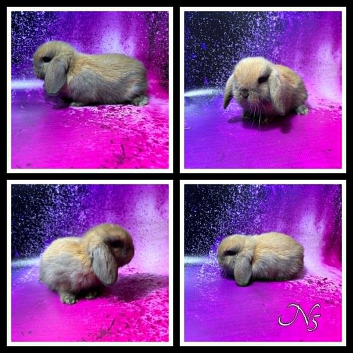 Mini Lop - samczyki i samiczki
