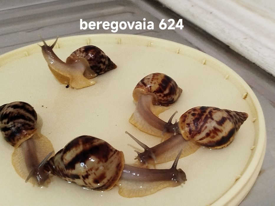 Продаются малыши Ахатины Ретикулята Стандарт.
