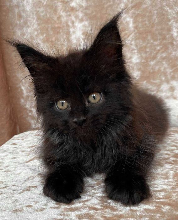 Черные Мейн куны мальчики Бартур и Бартез