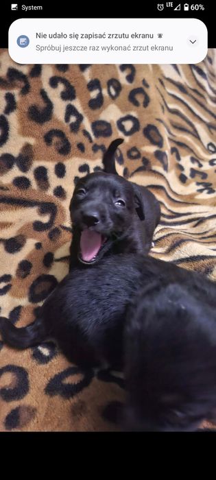 Oddam  za darmo  psy