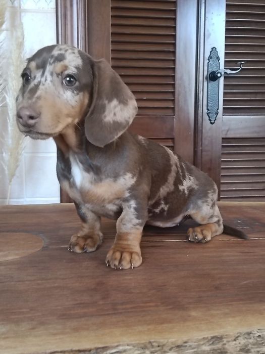 Teckel choco merle femea soberba