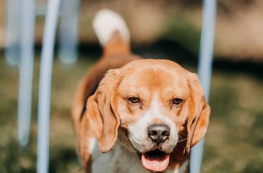 Kontaktowy, towarzyski Daktyl w typie Beagle poleca się do adopcji!!!
