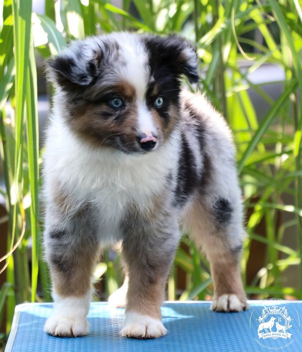 Miniaturowy Owczarek Amerykański MAS ZKWP FCI piesek BLUE MERLE