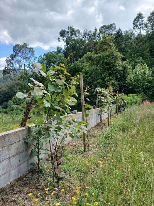 Vendo terreno com ruina para construir.