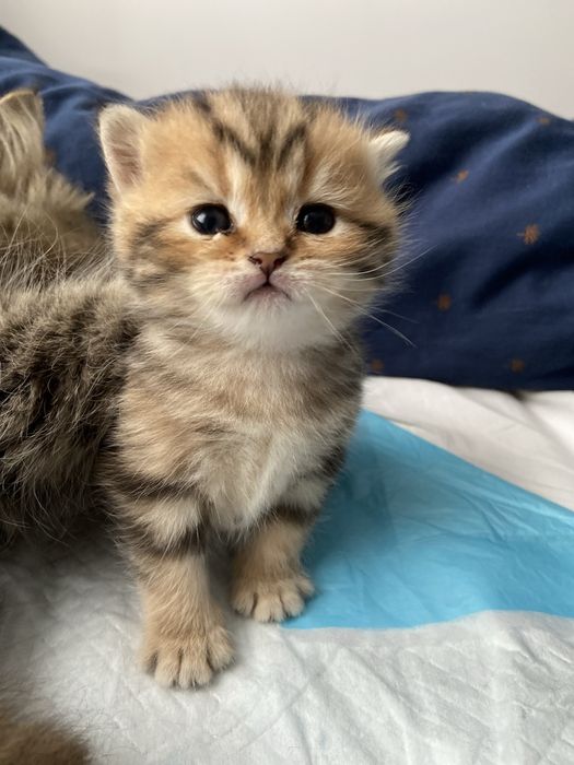 Kotka brytyjska legalna hodowla