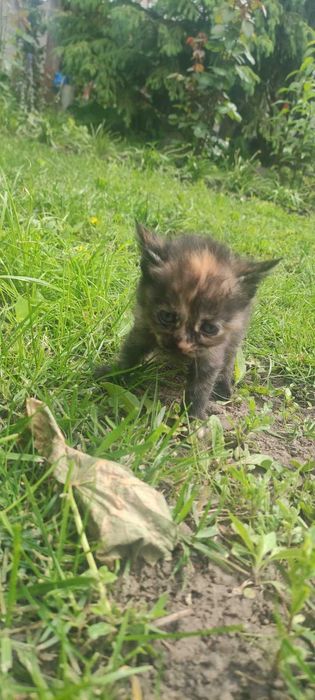 Кошенята віддам