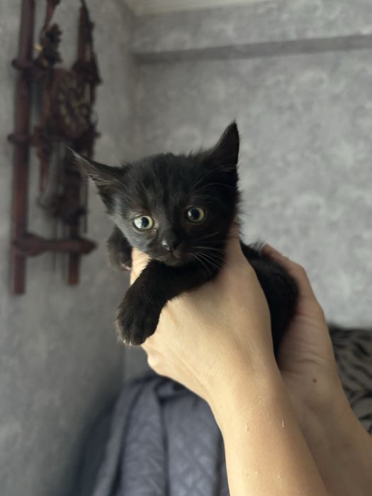 Котики в добрі руки