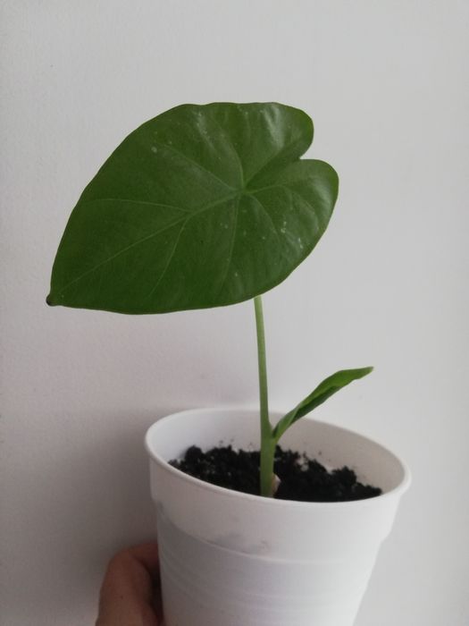 Алоказія пахуча(дітка)