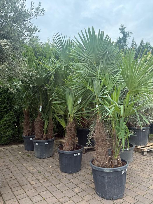 Trachycarpus fortunei palma mrozoodporna duża do ogrodu taras egzotyczna