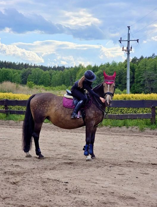 Sprzedam klacz ,koń rodzinny