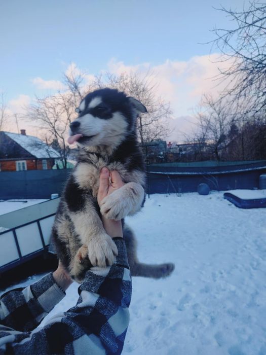 Alaskan malamute śliczna suczka
