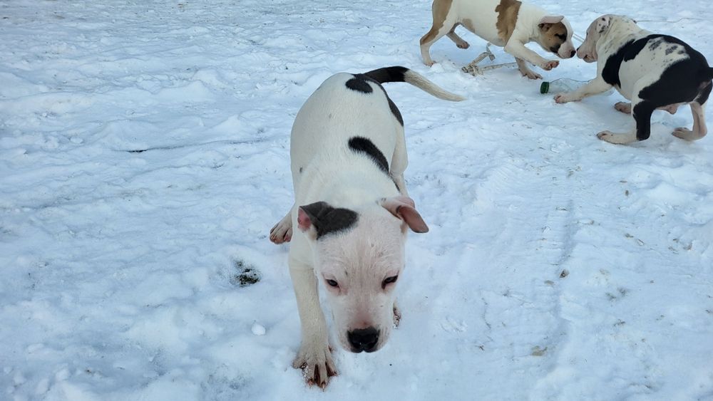 Amstaff, American Staffordshire Terrier REZERWACJA