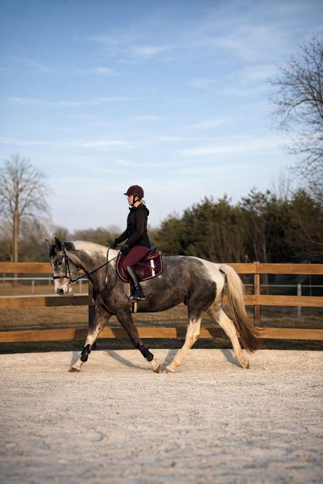Sprzedam piękną klacz Wlkp