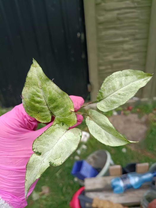 syngonium fairy wings-cięta