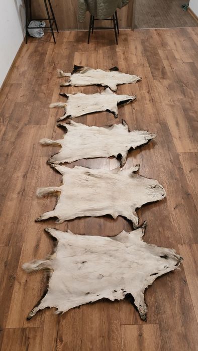 Skóra z borsuka wysylka