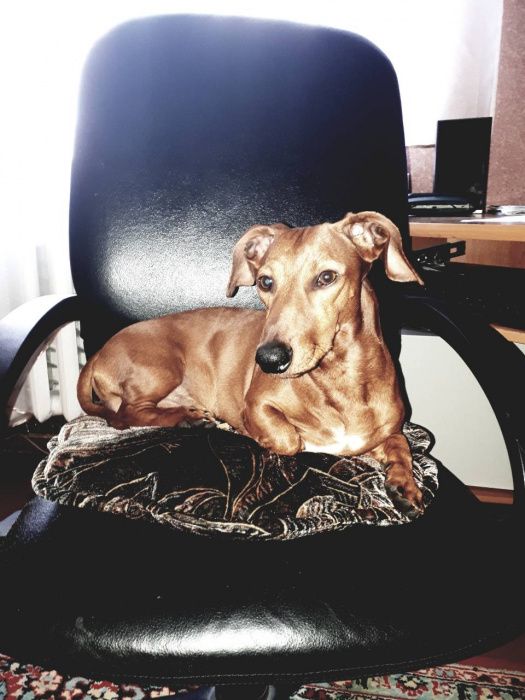 Вязка такса кобель. Предлагаем кобеля таксы для вязки.