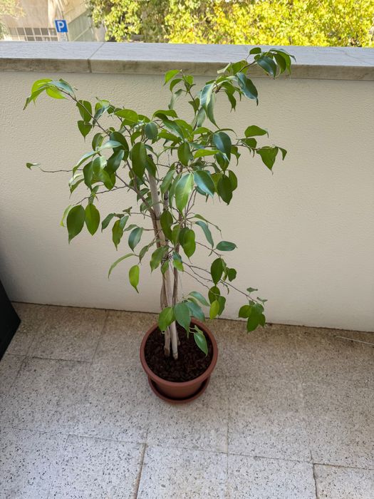 Ficus Benjamina + Philodendron — Plantas em vaso | Conjunto ou separado