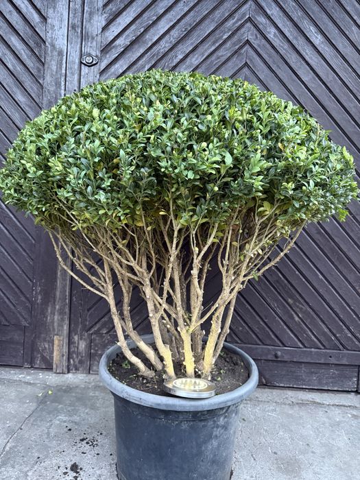 Bukszpan formowany Bonsai Niwaki
