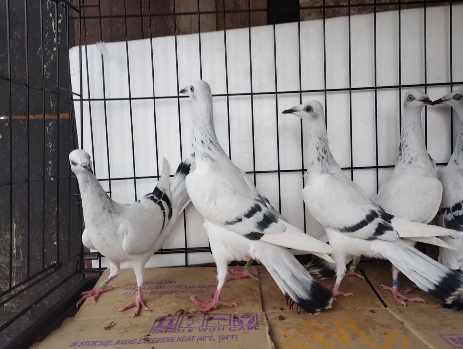 Srebrniak pasiak srebrzysty