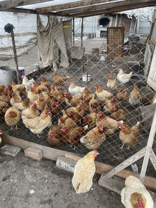 Продам курей несушек