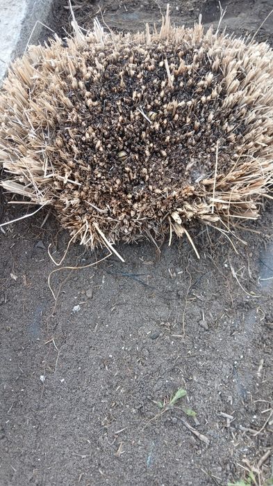 Trawa rozplenica