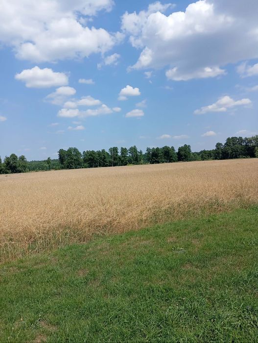 Sprzedam słomę z pokosu