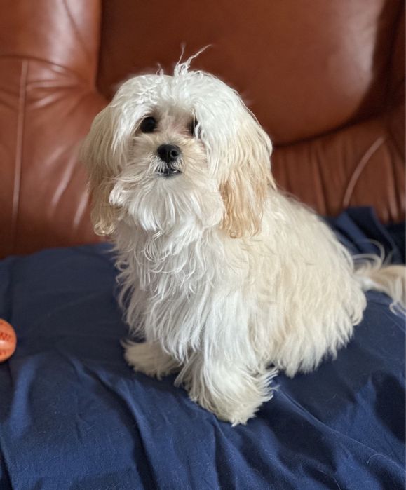 Мальтипу F1 міні