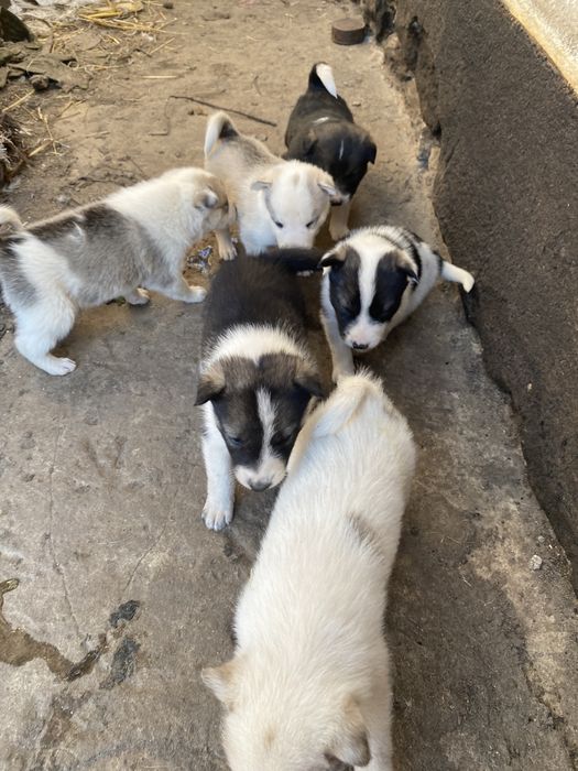 Продам цуценяти лайки