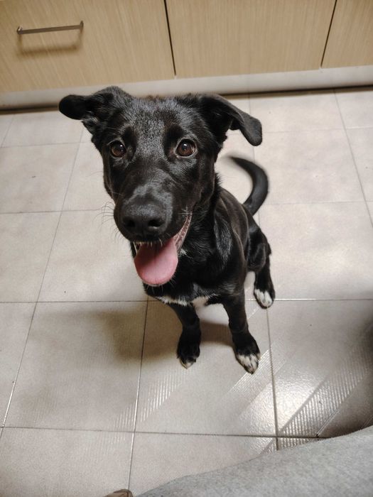 Cadela para adoção