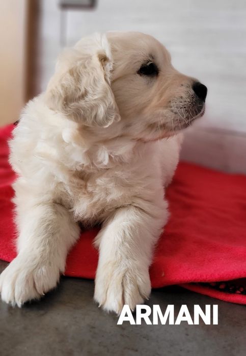 Golden Retriever