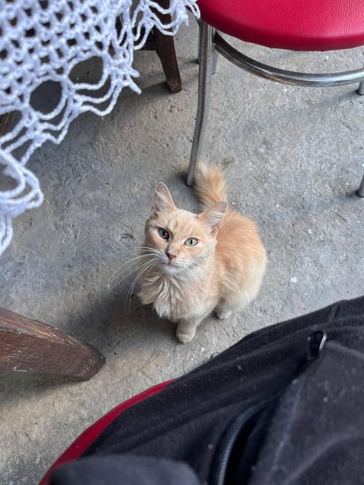 Знайдена рудого кота, лиса гора