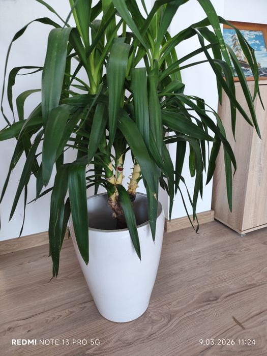 Jukka gwatemalska (Yucca elephantipes) – 110–120 cm