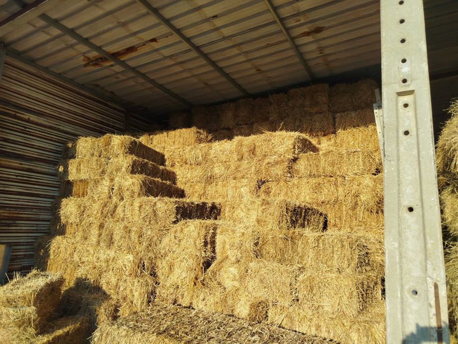 Fardos de feno/ azevem