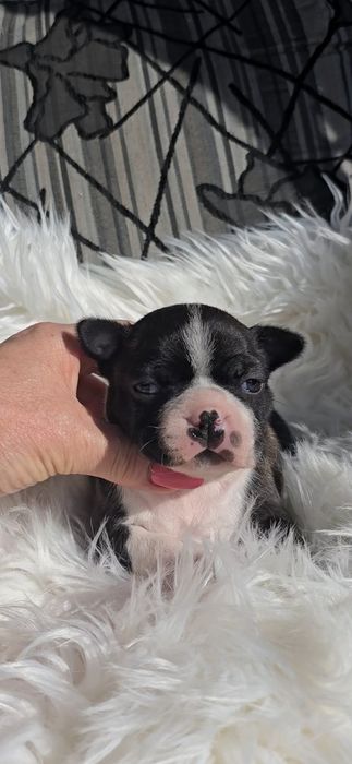 Boston terrier dziewczynka