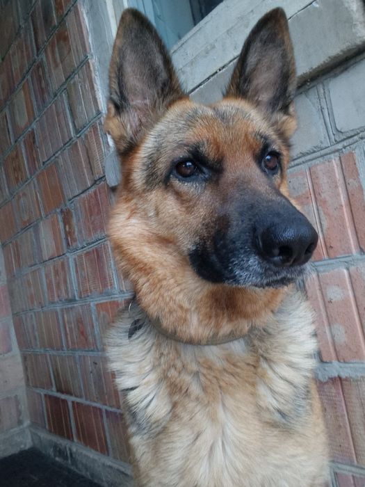 Щенки Немецкой Овчарки