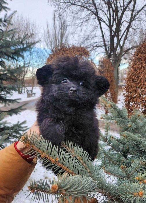 Teddy bear плюшка шпіцпу- хутрова кралечка з Києва