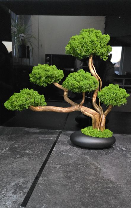 Drzewko bonsai. Mech Chrobotek. Dekoracje domu. Prezent.