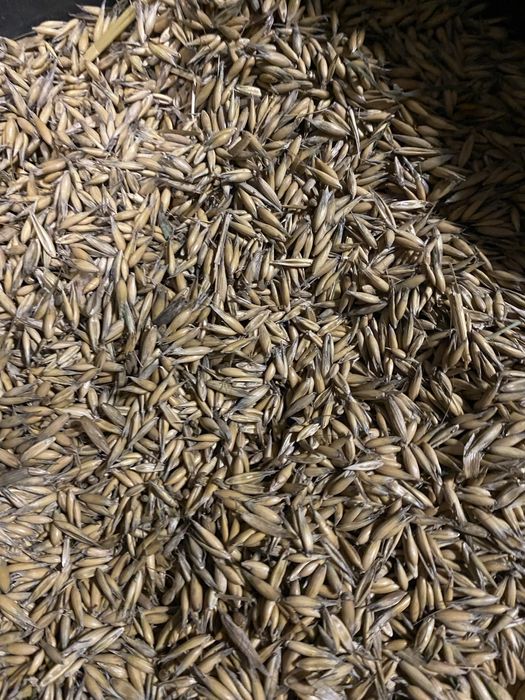 Owies bingo sprzedam