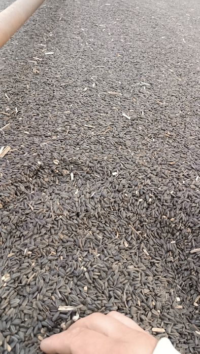 Słonecznik na paszę na poplony do wszystkiego