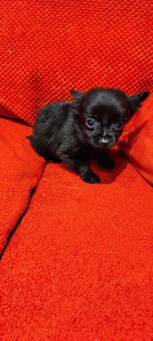 Yorkshire terrier czarny