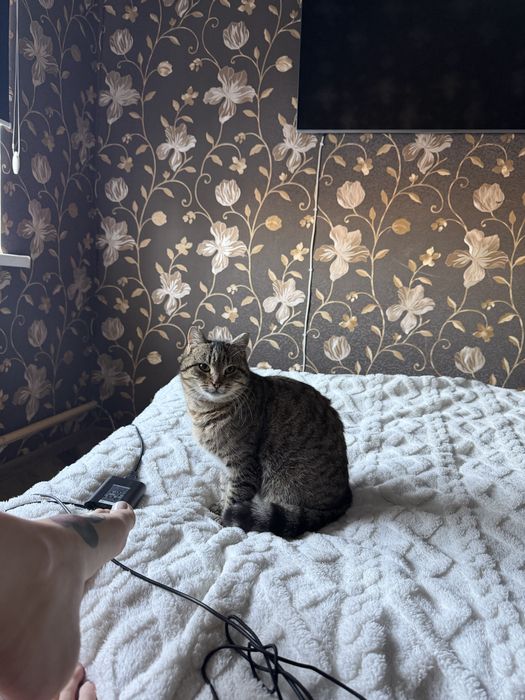 Шукаємо домівку для котика