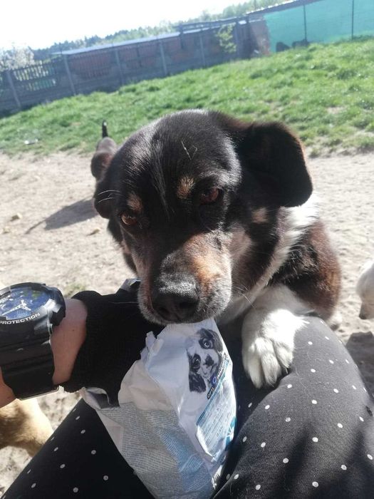 Zuzka mała, dorosła suczka do adopcji!